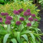 Allium Ostara 6 Bulbs Ready for Planting Now in UK Autumn Outdoor Gardens