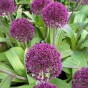 Allium Ostara 6 Bulbs Ready for Planting Now in UK Autumn Outdoor Gardens