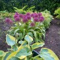 Allium Ostara 6 Bulbs Ready for Planting Now in UK Autumn Outdoor Gardens