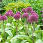 Allium Ostara 6 Bulbs Ready for Planting Now in UK Autumn Outdoor Gardens