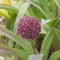 Allium Ostara 6 Bulbs Ready for Planting Now in UK Autumn Outdoor Gardens
