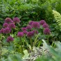 Allium Ostara 6 Bulbs Ready for Planting Now in UK Autumn Outdoor Gardens