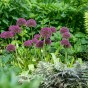 Allium Ostara 6 Bulbs Ready for Planting Now in UK Autumn Outdoor Gardens