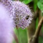 Allium Party Balloons 1 Bulb Ready for Planting Now in UK Autumn Outdoor Gardens