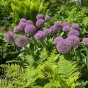 Allium Party Balloons 1 Bulb Ready for Planting Now in UK Autumn Outdoor Gardens