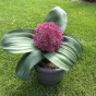 Allium Red Giant 8 Bulbs Ready for Planting Now in UK Autumn Outdoor Gardens