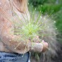 Allium Schubertii Arctic Snow 3 Bulbs Ready for Planting Now in UK Autumn Outdoor Gardens