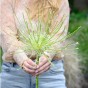 Allium Schubertii Arctic Snow 3 Bulbs Ready for Planting Now in UK Autumn Outdoor Gardens