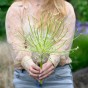 Allium Schubertii Arctic Snow 3 Bulbs Ready for Planting Now in UK Autumn Outdoor Gardens