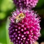 Allium Sphaerocephalon 25 Bulbs Ready for Planting Now in UK Autumn Outdoor Gardens