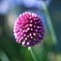 Allium Sphaerocephalon 25 Bulbs Ready for Planting Now in UK Autumn Outdoor Gardens