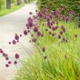 Allium Sphaerocephalon 25 Bulbs Ready for Planting Now in UK Autumn Outdoor Gardens