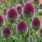 Spring Flower Bulb Collection - 300 Autumn Planting Bulbs - Tulips, Crocus, Alliums, Iris, Anemones & Puschkinia