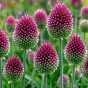 100 - 900 Autumn Planting Bulbs – Spring Flower Collection + Fast Dissolving Plant Food Tablets (Tulips, Crocus, Alliums, Iris, Anemones & Puschkinia) by Jamieson Brothers