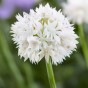 Garden with Jonny Cotton Candy Bundle - 50 Bulbs - Autumn Planting Flower Bulbs