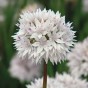 Garden with Jonny Cotton Candy Bundle - 50 Bulbs - Autumn Planting Flower Bulbs