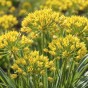 Spring Flower Bulb Collection - 300 Autumn Planting Bulbs - Tulips, Crocus, Alliums, Iris, Anemones & Puschkinia