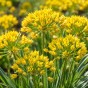100 - 900 Autumn Planting Bulbs – Spring Flower Collection + Fast Dissolving Plant Food Tablets (Tulips, Crocus, Alliums, Iris, Anemones & Puschkinia) by Jamieson Brothers