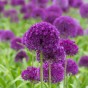 Allium Purple Sensation 6 Bulbs Ready for Planting Now in UK Autumn Outdoor Gardens
