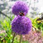 Allium Purple Sensation 6 Bulbs Ready for Planting Now in UK Autumn Outdoor Gardens