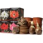 Amaryllis Bulb Gift Set 4 Large 20/22cm Hippeastrum Bulbs (Pink, White, Striped & Blush Pink) with Pots & Coco Coir Blocks | Indoor Flowering Bulb Kit for Gifting by Jamieson Brothers
