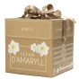 Deluxe Amaryllis White (1 bulb) - Gift Box by Jamieson Brothers 