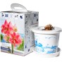 Amaryllis Pretty Nymph Gift Box (1 Large 28/30cm Pre-Potted Bulb) Hippeastrum Ready for Planting Now in UK Indoor Flowering Christmas Garden Gift