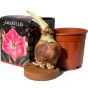 Amaryllis Bulb Gift Set 4 Large 20/22cm Hippeastrum Bulbs (Pink, White, Striped & Blush Pink) with Pots & Coco Coir Blocks | Indoor Flowering Bulb Kit for Gifting by Jamieson Brothers
