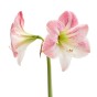 Amaryllis Pink (1 bulb) - Gift Box