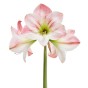 Amaryllis Pink (1 bulb) - Gift Box