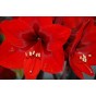 Amaryllis Red Gift Box