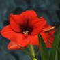 Amaryllis Red Gift Box