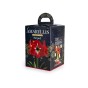 Amaryllis Red Striped - Gift Box