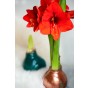 Amaryllis Red Gift Box