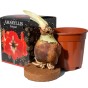 Amaryllis Red Striped 1 Large 20/22cm Hippeastrum Bulb with Pot & Coco Coir Block | Indoor Flowering Christmas Gift Box