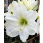  Amaryllis White (1 bulb) - gift box