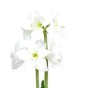  Amaryllis White (1 bulb) - gift box