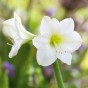  Amaryllis White (1 bulb) - gift box