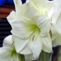  Amaryllis White (1 bulb) - gift box