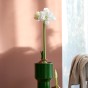  Amaryllis White (1 bulb) - gift box
