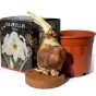  Amaryllis White (1 bulb) - gift box