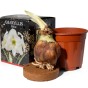 Amaryllis Bulb Gift Set 4 Large 20/22cm Hippeastrum Bulbs (Pink, White, Striped & Blush Pink) with Pots & Coco Coir Blocks | Indoor Flowering Bulb Kit for Gifting by Jamieson Brothers