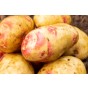 Amour  5 tuber pack Seed Potatoes