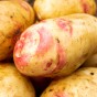 Amour Seed Potatoes