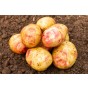 Amour  5 tuber pack Seed Potatoes