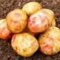 Amour Mini Tubers 5 Tuber Pack  (20-30mm) - Maincrop Seed Potatoes By Jamieson Brothers