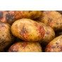 Amour  5 tuber pack Seed Potatoes