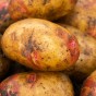 Amour Mini Tubers 5 Tuber Pack  (20-30mm) - Maincrop Seed Potatoes By Jamieson Brothers
