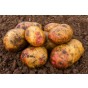 Amour  5 tuber pack Seed Potatoes