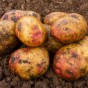 Amour Mini Tubers 5 Tuber Pack  (20-30mm) - Maincrop Seed Potatoes By Jamieson Brothers